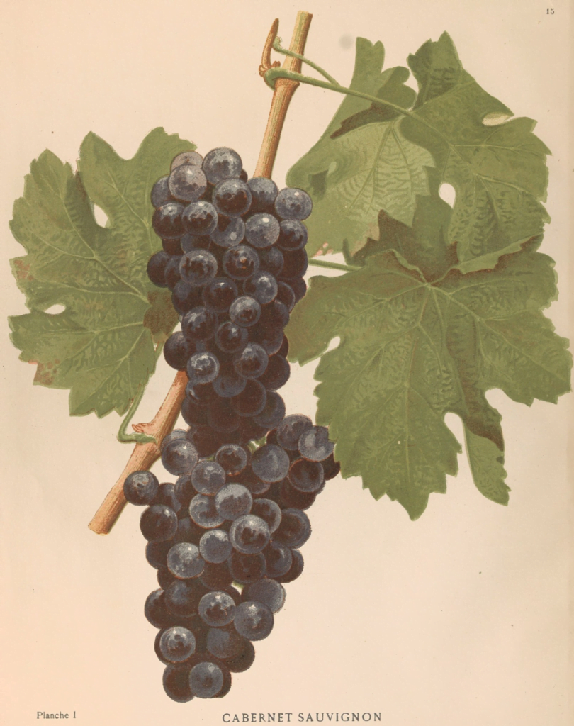 cabernet sauvignon 삽화